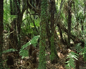 Westland Prints: Dense woodland