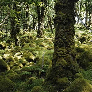 Co Kerry Prints: Derrycunnihy Oak Woods