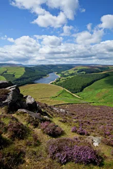 Derbyshire Prints: Derwent Edge, Ladybower Reservoir, and purple heather moorland in foreground