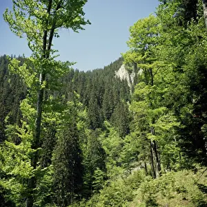Romanian Prints: Descent from Poiana Brasov resort, Carpathian Mountains, Transylvania, Romania, Europe