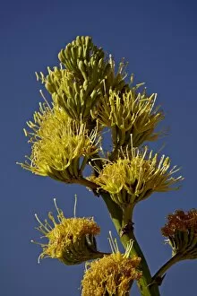 Images Dated 14th March 2010: Desert Agave (Century Plant) (Agave Deserti), Anza-Borrego Desert State Park
