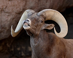 Images Dated 25th November 2009: Desert Bighorn Sheep (Ovis canadensis nelsoni) ram in captivity exhibiting the Flehmen response