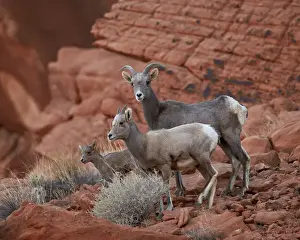 Desert Bighorn Sheep (Ovis canadensis nelsoni) ewe and two lambs, Valley of Fire State Park, Nevada, United States of America, North America