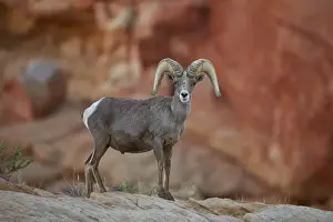 Desert Bighorn Sheep (Ovis canadensis nelsoni) ram, Valley of Fire State Park, Nevada, United States of America, North America