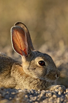Desert cottontail (Sylvilagus auduboni), Wind Cave National Park, South Dakota