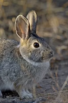 Images Dated 20th November 2009: Desert Cottontail (Sylvilagus audubonii), City of Rocks State Park, New Mexico