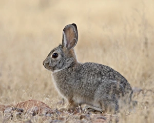 Images Dated 9th November 2008: Desert cottontail (Sylvilagus audubonii), Rockhound State Park, New Mexico