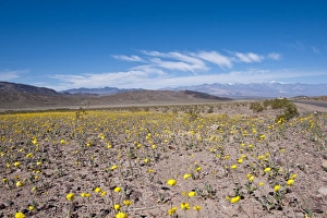 Yellow Flowers Prints: Desert dandelion (Malacothrix californica), Death Valley National Park
