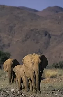 Images Dated 29th February 2008: Desert-dwelling Elephant