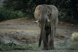 Desert-dwelling elephant