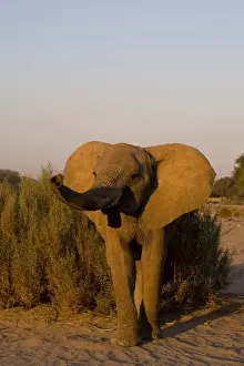 Desert-dwelling elephant (Loxodonta africana africana)