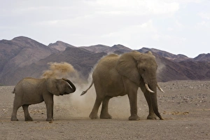 Desert-dwelling elephants