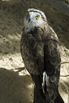Eagle Prints: Desert eagle