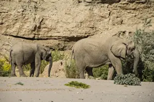 Namibian Prints: Desert elephant (African bush elephants) (Loxodonta africana)
