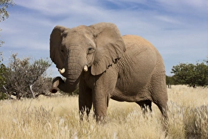 Images Dated 19th May 2009: Desert elephant (Loxodonta africana), Kunene region, Namibia, Africa
