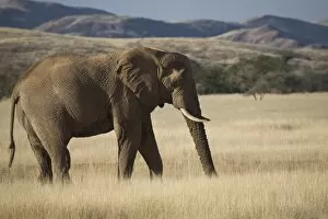 Images Dated 18th June 2008: Desert Elephant (Loxodonta africana), Aba-Huab River Valley, Damaraland, Namibia, Africa