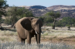 Desert elephant (Loxodonta africana), Huab River Valley, Torra Conservancy, Damaraland, Namibia, Africa