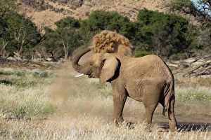 Desert elephant (Loxodonta africana), Huab River Valley, Torra Conservancy, Damaraland, Namibia, Africa