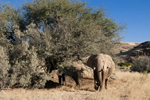 Desert elephant (Loxodonta africana), Skeleton Coast National Park, Namibia, Africa