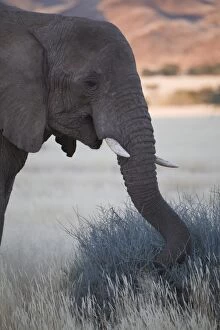 Images Dated 18th June 2008: Desert elephant (Loxodonta africana), at dusk, Aba-Huab River Valley, Damaraland