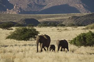 Images Dated 18th June 2008: Desert Elephant (Loxodonta africana) family, Aba-Huab River Valley, Damaraland