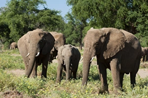 Desert elephants (Loxodonta africana), Huab River Valley, Torra Conservancy, Damaraland, Namibia, Africa