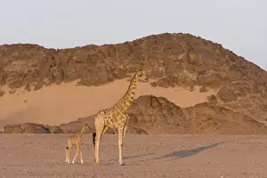 Desert giraffe (Giraffa camelopardalis capensis) with her young, Namibia, Africa