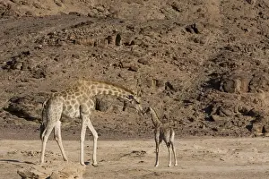 Desert giraffe (Giraffa camelopardalis capensis) with young