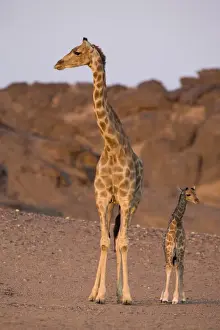 Desert giraffe (Giraffa camelopardalis capensis) with young