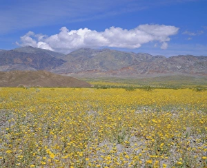 Grow Prints: Desert Gold (Geraea canescens) flowers
