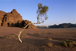 Desert landscape
