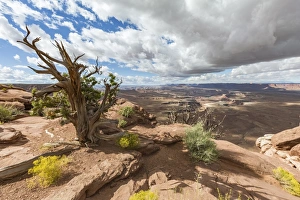 Moab Prints: Desert landscape, Canyonlands National Park, Moab, Utah, United States of America