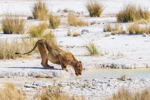 Uninhabited Prints: Desert lion (Panthera leo), Vulnerable (IUCN Red List)