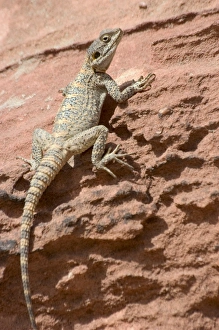 Desert lizard