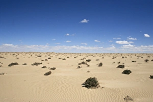 Western Africa Prints: Desert between Moroccan border and Nouadhibou