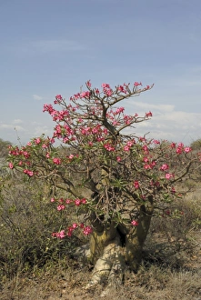 Desert rose