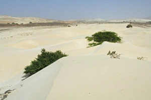Arid Landscape Prints: Desert and sand dunes in the middle of the island of Boa Vista, Cape Verde Islands