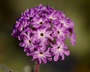 Wild Flowers Prints: Desert Sand Verbena (Abronia villosa), Anza-Borrego Desert State Park, California
