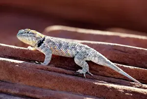 George Prints: Desert Spiny Lizard (Sceloporus magister) in Sand Hollow State Park near St