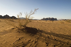 Desert, Wadi Rum