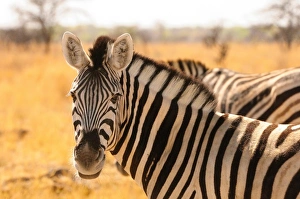 Zebras Prints: Desert zebra, Skeleton Coast, Namibia, Africa