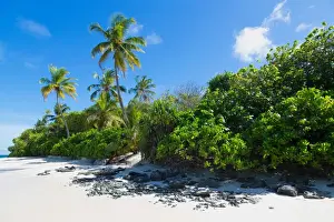 Atoll Prints: A deserted beach and tropical vegetation on an island in the Northern Huvadhu Atoll