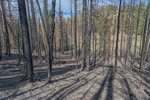 Loss Prints: Destruction of forest at Grand Canyon North Rim from Dragon Bravo Wildfire in 2025 shows the impact of fire