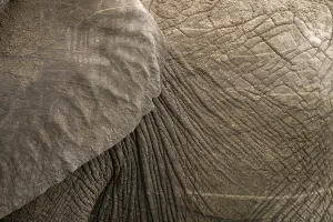 Pictures Prints: Detailed close-up of an elephant's wrinkled skin showcasing its unique texture and natural pattern
