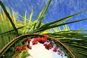 Bright Prints: Details of palm trees with red flowers and blue sky over Praslin Island in Seychelles during daytime
