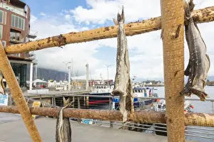 Svolvaer Prints: Details of the wooden rack with dried stockfish at the harbor of Svolvaer, Vagan