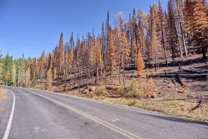 Resilience Prints: Devastated forest along Cape Royal Road in Grand Canyon North Rim after Dragon Bravo Wildfire in 2025