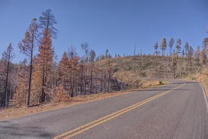 Grand Prints: Devastated forest along Cape Royal Road shows impact of Dragon Bravo Wildfire in 2025 at Grand Canyon North Rim Arizona