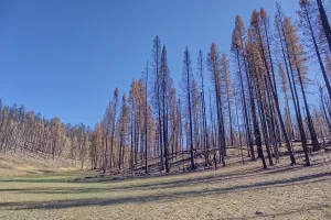 Loss Prints: Devastated forest after Dragon Bravo Wildfire impacts Grand Canyon North Rim in Arizona