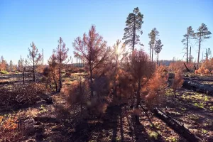 Time Prints: Devastated forest from the Dragon Bravo Wildfire at the North Rim region of the Grand Canyon in Arizona during 2025
